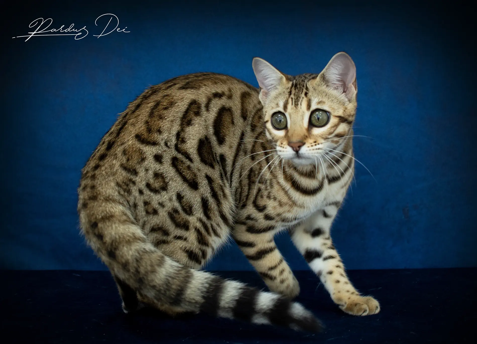 chat bengal